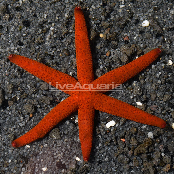 Linckia Sea Star, Red