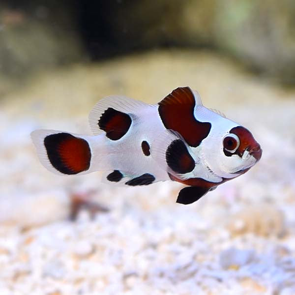Captive-Bred Black Storm Clownfish