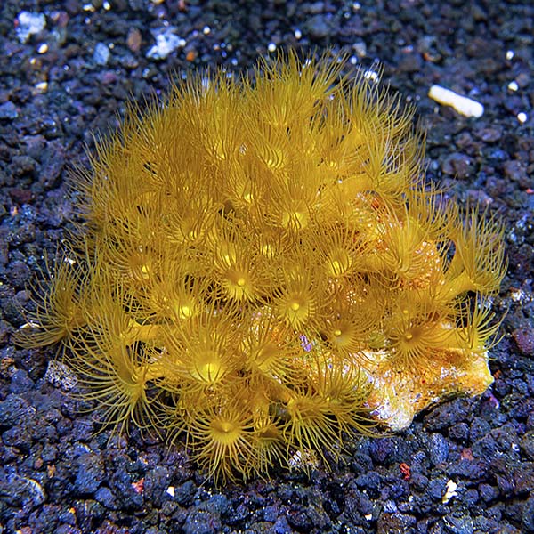 Colony Polyp, Yellow