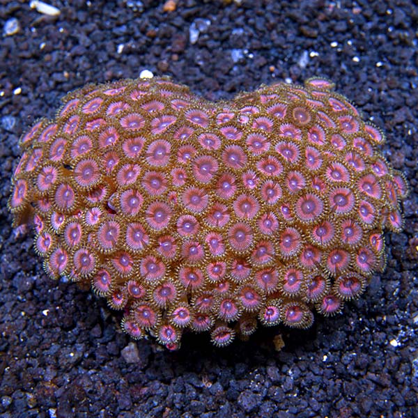 Button Polyp, Pink