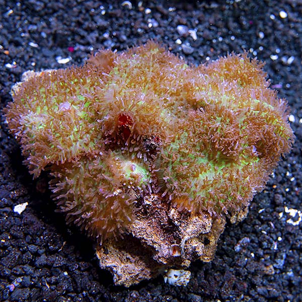 Frilly Bounced Mushroom Coral