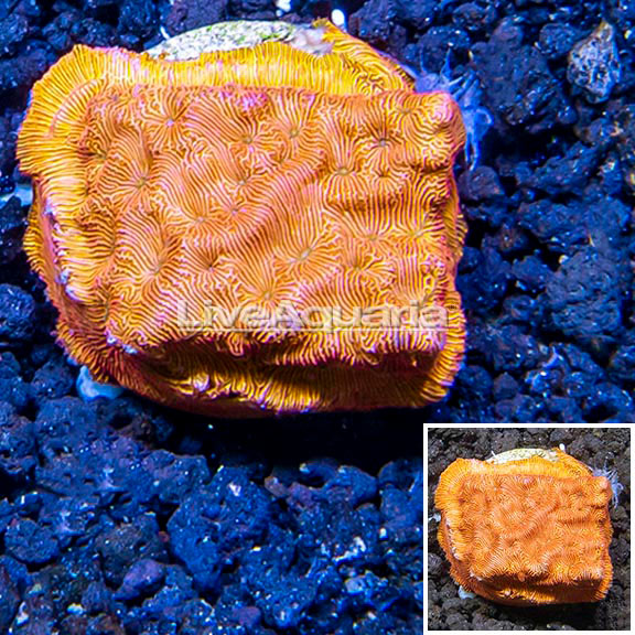 Mystery Coral