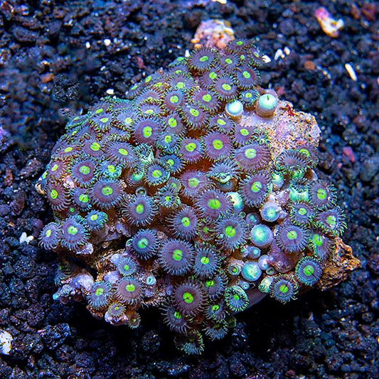 Colony Polyp, Blue & Green