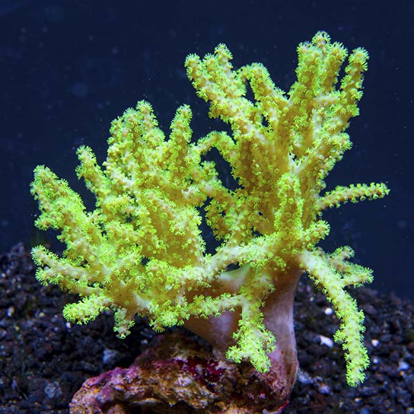 Sinularia Finger Leather Coral