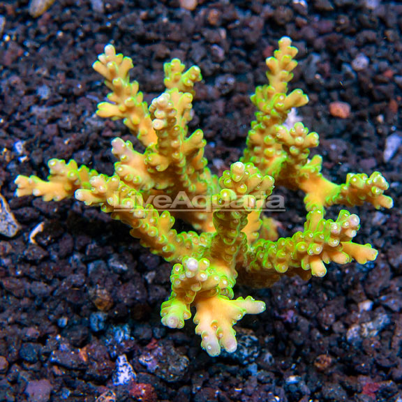 Acropora Coral, Purple