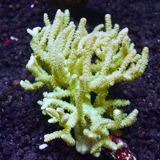 Sinularia Finger Leather Coral