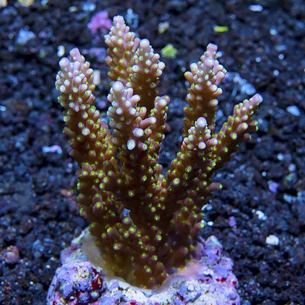 Acropora Coral, Neon