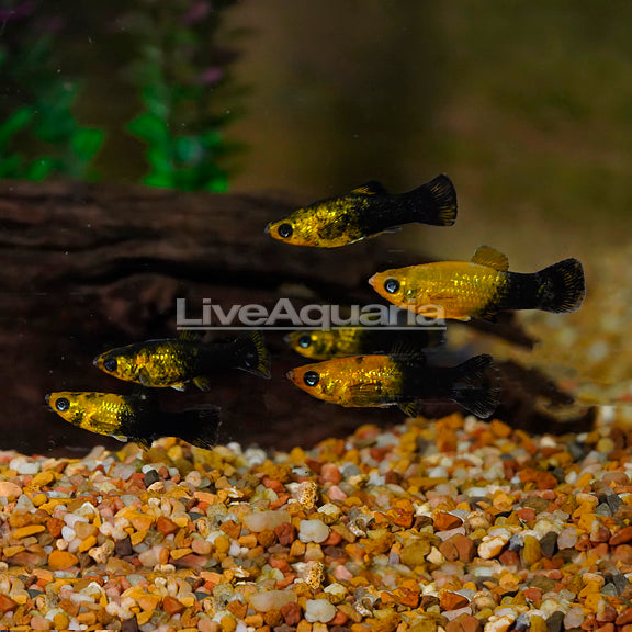 Golden Black Molly