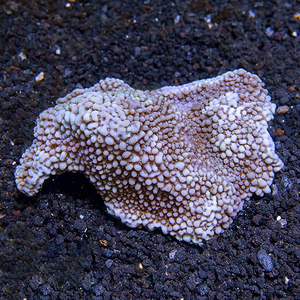 Montipora Coral, Dimpled Encrusting