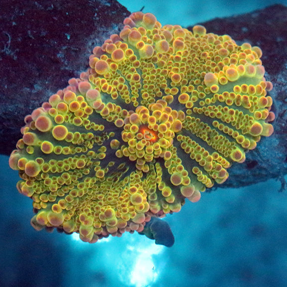 Rainbow Ricordea Mushroom Coral WYSIWYG