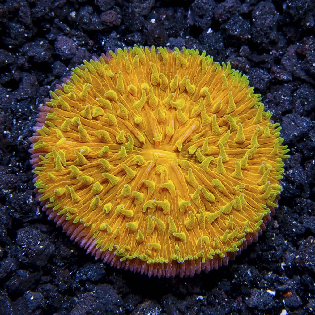 Orange Plate Coral with Colored Polyps