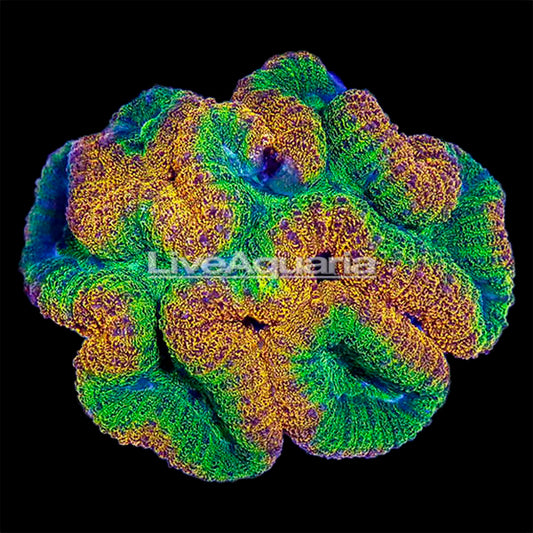 Brain Coral, Lobophyllia
