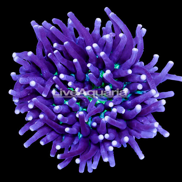 Purple and Gold Long Tentacle Plate Coral