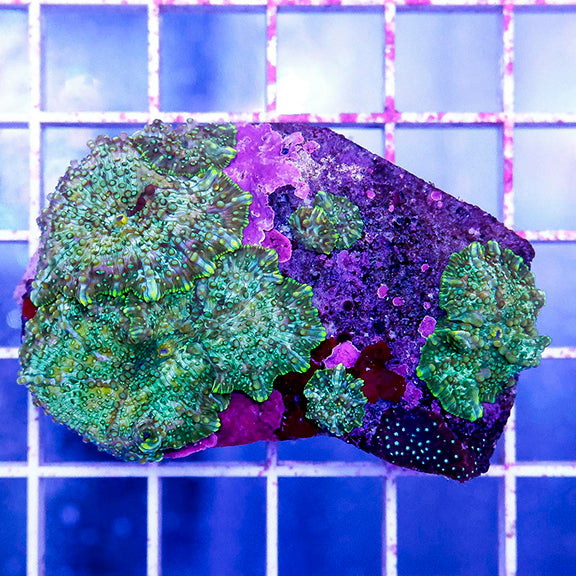 Actinodiscus Mushroom Coral Indonesia 2.25" WYSIWYG