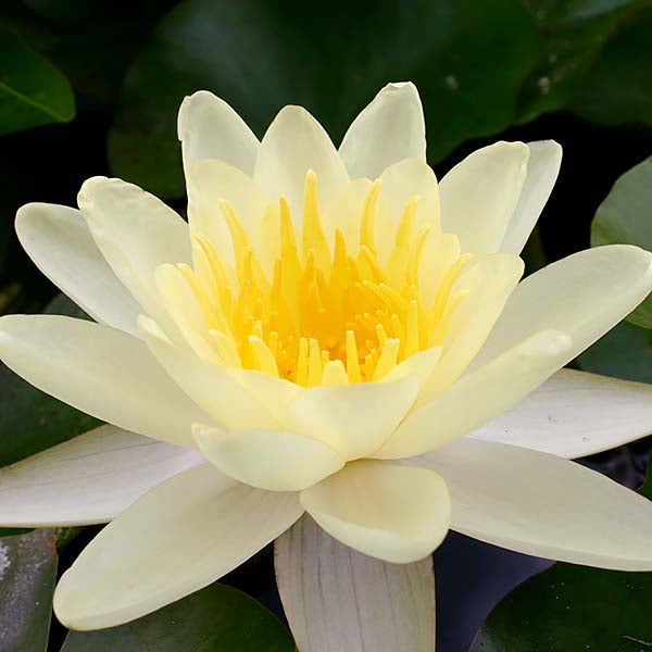 5x5 Hardy with Partial Shade Pond Plant Starter Pack