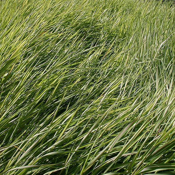 5x5 Hardy Cooler Climate Pond Plant Starter Pack