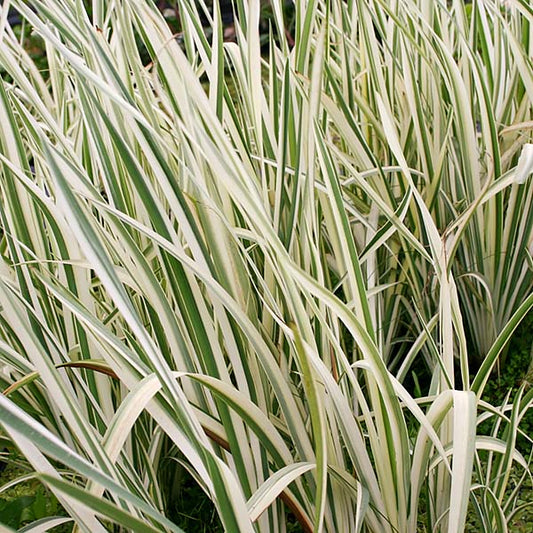 8 x 10 Hardy with Sun Pond Plant Variety Pack