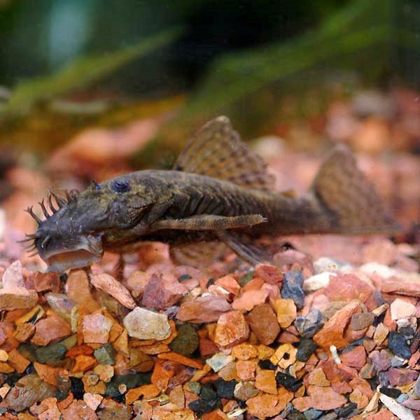 Bushy Nose (L-144) Plecostomus, Orange