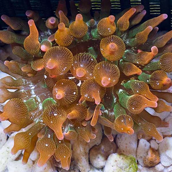 Anemone　babaco Rose Bubble Tip Anemone (Entacmaea quadricolor) - Aqua Imports