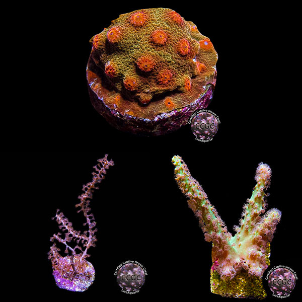 LiveAquaria® CCGC Rainbow Aquacultured Coral Frag Pack | Coral
