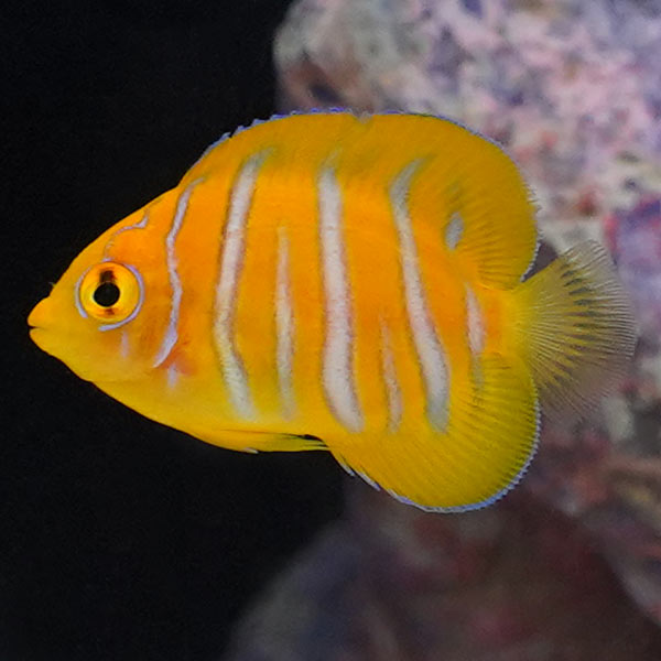 Regal Angelfish, Fancy Juvenile EXPERT ONLY