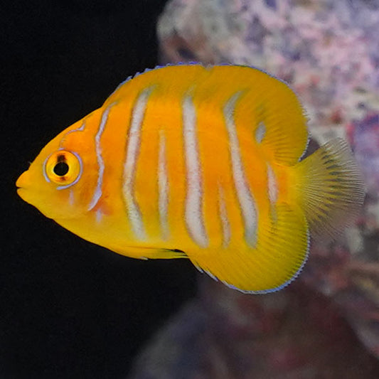 Regal Angelfish, Fancy Juvenile EXPERT ONLY