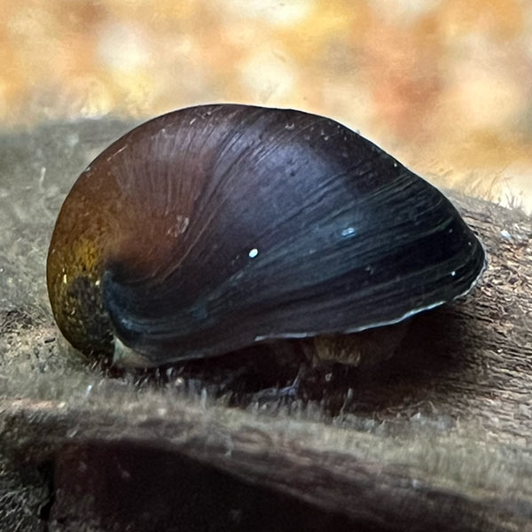 Abalone Snail