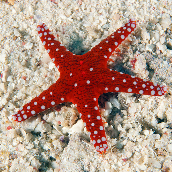 starfishカート Royal Tile Sea Star | Marine Inverts & Plants – LiveAquaria