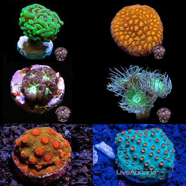 【決まりました】ウミバラ  茶オレンジグリーン　LPS  海水魚 インドネシア産LPS大量入荷！ | 生麦海水魚センター