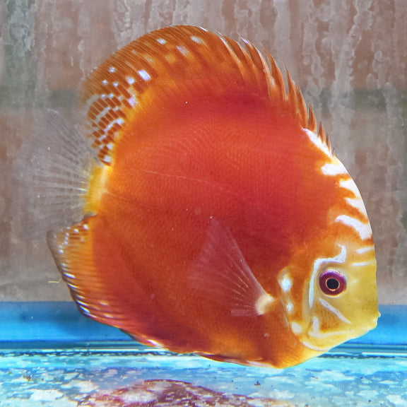 Red Panda Pigeon Discus 4.75" WYSIWYG