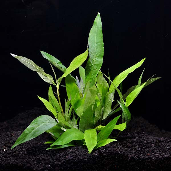 Hygrophila: Aquatic Plants for your Freshwater Aquariums – LiveAquaria