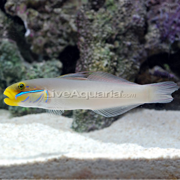 Sleeper Gold Head Goby