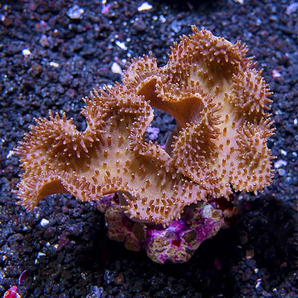 Toadstool Mushroom Leather Coral, Brown