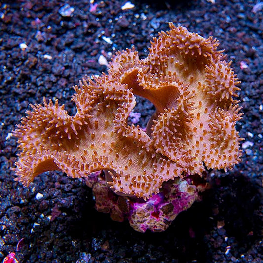Toadstool Mushroom Leather Coral, Brown