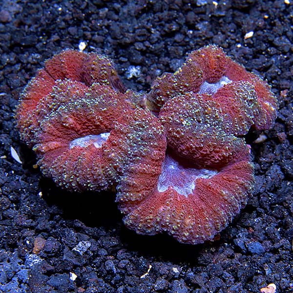 Symphyllia Brain Coral, Red
