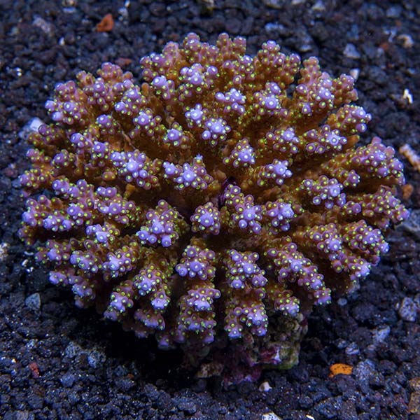 Acropora Coral, Blue