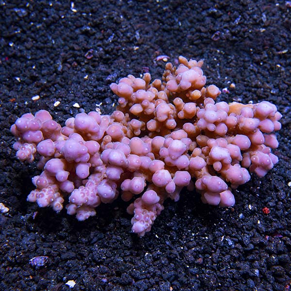 Acropora granulosa - Bali Aquacultured