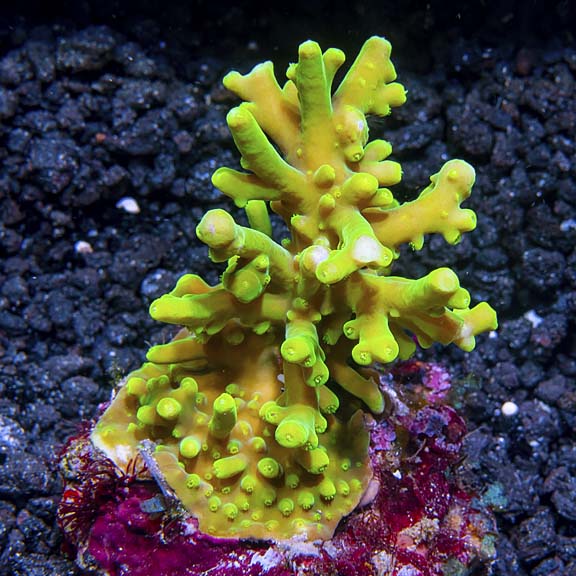 Deepwater Acropora suharsonoi - Bali Maricultured
