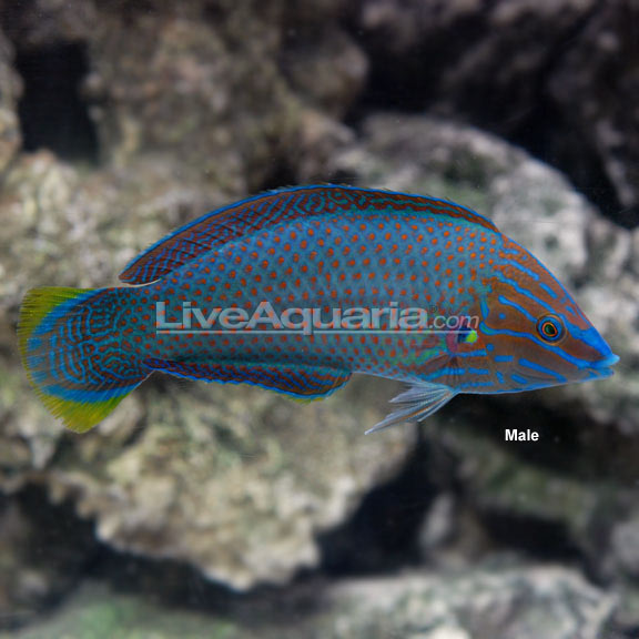 Grey Head Wrasse