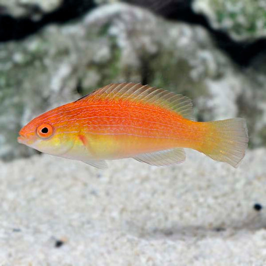 Hooded Fairy Wrasse