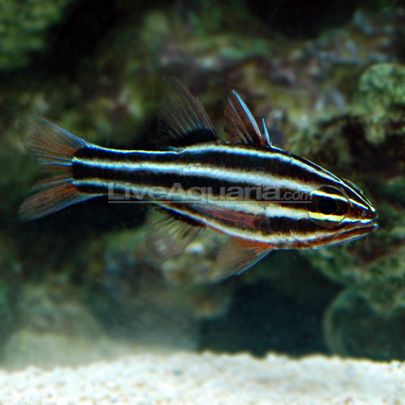 Black Striped Cardinal