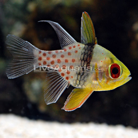 Spotted Cardinalfish - Tank Bred
