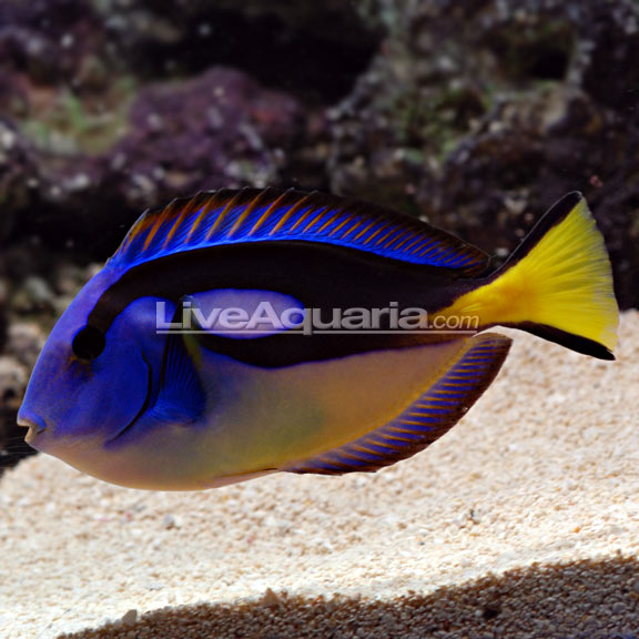Yellow Belly Regal Blue Tang