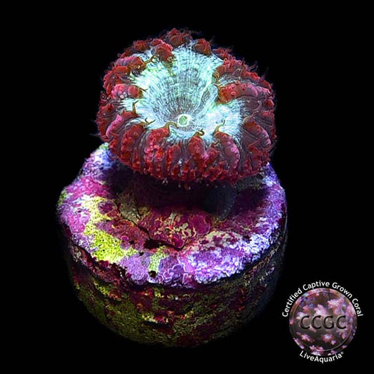 LiveAquaria® CCGC Aquacultured Red Australian Big Polyp Blastomussa Coral