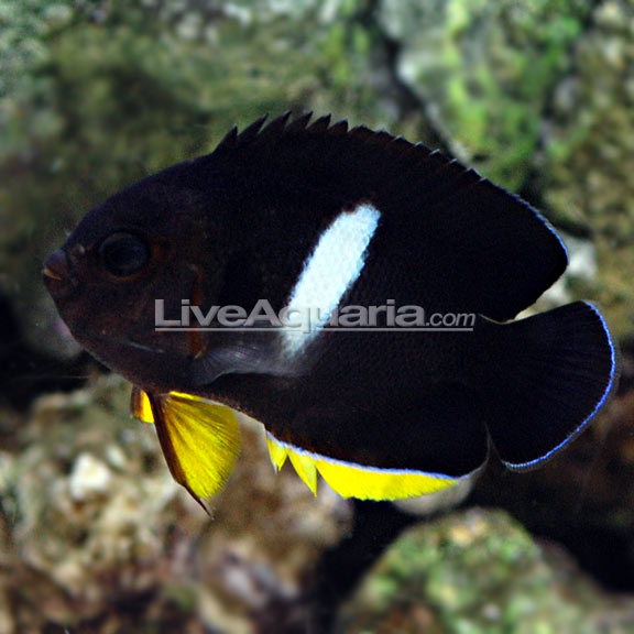 Tibicen Angelfish: Saltwater Aquarium Fish for Marine Aquariums