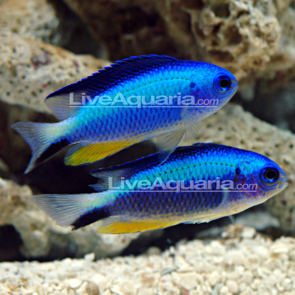 Neon Damselfish : Saltwater Aquarium Fish for Marine Aquariums