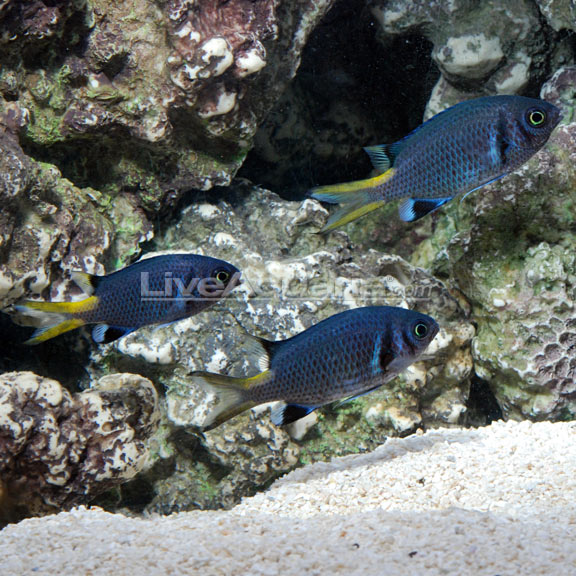 Lightning Double Bar Chromis