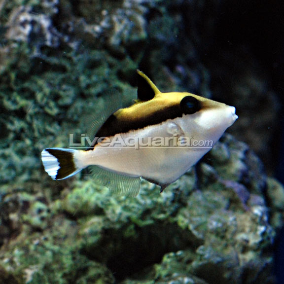White Tip Triggerfish