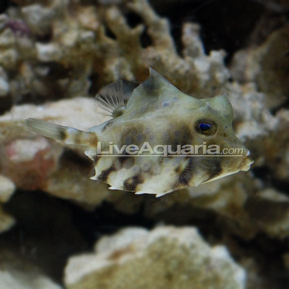 Cowfish Helmet