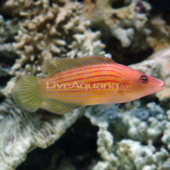 Eight Lined Wrasse: Saltwater Aquarium Fish for Marine Aquariums